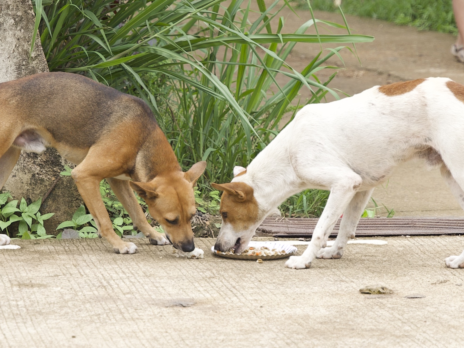 Stray Feeding Program